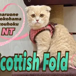 【 スコティッシュフォールド 】まん丸お顔の優しい女の子に成長中！