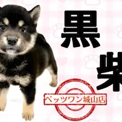 【 柴犬 】たくさんのチャームポイントを持つ黒柴ちゃん