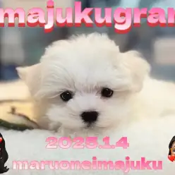 【 イマジュクグラム 】無防備マイペースなマルチーズの女の子！最新動画大公開！