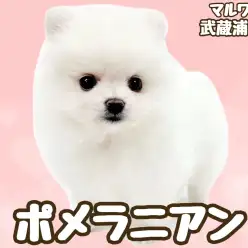【 ポメラニアン 】毛量たっぷり！たぬき顔が可愛いクリームカラーの女の子