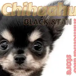 【 チワワ 】小さなアイドル登場！温厚で人懐っこいブラックタンカラーの男の子！