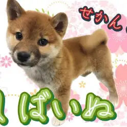 【 柴犬 】成長記録！可愛さと凛々しさを兼ね揃え成長した生後3ヶ月！