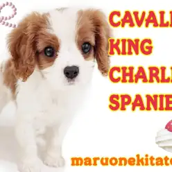 【 キャバリア 】幸せを呼ぶローゼンジーマーク！明るくフレンドリーな女の子