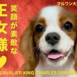 【 キャバリア 】幸せと笑顔を運んでくれるスーパーコンパニオンドッグ！