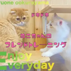 【 サイベリアン 】フレンドリーなネコちゃんになるためのトレーニング開始！