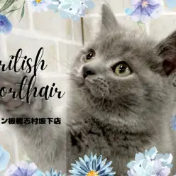 【 ブリティッシュショートヘア 】宝石のように輝く瞳を持った超丸顔の男の子登場！