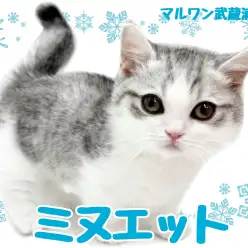 【 ミヌエット 】丸いフォルムが可愛い短足短毛の男の子が埼玉浦和に登場！