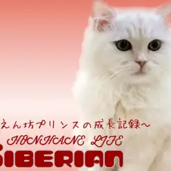 【 サイベリアン 】絹のようなクリームの被毛に包まれた甘えん坊プリンスの成長記録！
