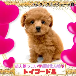 【 トイプードル 】愛嬌と明るい性格で人々を魅了するトイプーちゃん!