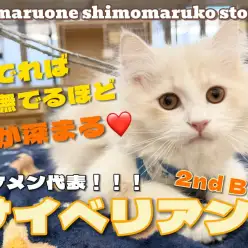 【 サイベリアン 】懐っこい子が好きな方必見！超デレ甘えん坊に成長中のイケニャン