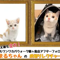 【 鶴ヶ島店アフターフォロー 】マンチカンのまるちゃんの爪切りレクチャー