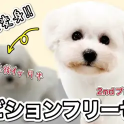 【 ビションフリーゼ 】愛情たっぷり受けて迎えた生後4ヶ月半の成長記録！