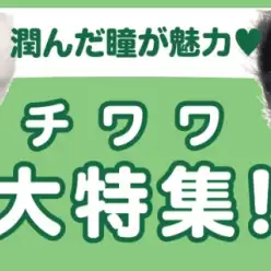 【 チワワ 】1/16現在在店中の世界最小犬種をご紹介！最新動画は必見！