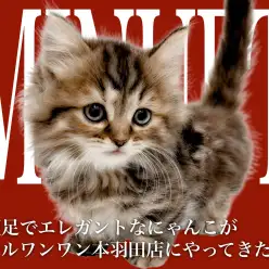 【 ミヌエット 】短足は可愛い褒め言葉！超絶甘えん坊なゴージャスにゃんこ降臨！