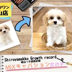 【 MIX 】キャバションの城山っ子成長報告！2025年1月26日