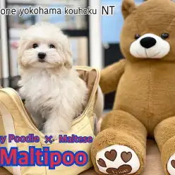 【 MIX 】短足こぐま系男子、マルプー君の生後128日目の成長記録