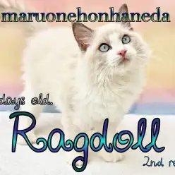【 ラグドール 】2回目のワクチン終了！生後102日を迎えたイケメンニャンコ！