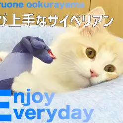 【 サイベリアン 】おもちゃ大好き！一人遊びもお茶の子さいさいサイベリアン！