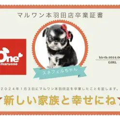 【 卒業記念 】チワワのスネフェルちゃん卒業おめでとう！今までの感謝を込めて