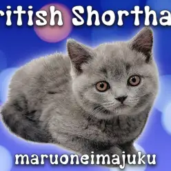 【 ブリティッシュショートヘア 】超丸顔の癒し系!濃厚ブルーの貴公子登場!