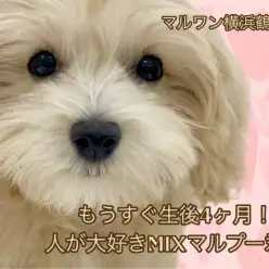 【 MIX 】もうすぐ生後4ヶ月！人が大好きなマルプー君！お散歩練習に挑戦！