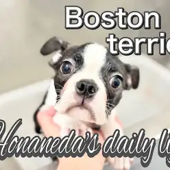 【 ボストンテリア 】狂犬病のワクチン間近！元気いっぱいのダンディボーイ！