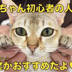 【 シンガプーラ 】初めての猫ちゃん生活に超オススメ!最高に仕上がった性格の男の子!