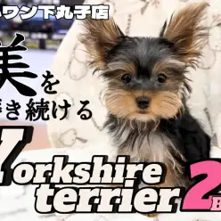 【  ヨークシャーテリア 】生後3ヶ月！美しさに拍車をかけるヨーキーの成長記録！