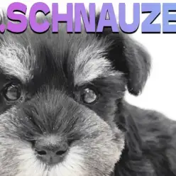 【 シュナウザー 】ブラックとシルバーのモノクロカラー！顔や仕草の愛らしさに注目