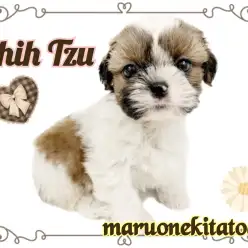 【 シーズー 】愛すべき鼻ぺちゃまんまるフェイス！おっとりマイペースな男の子