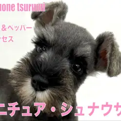 【 ミニチュア・シュナウザー  】ソルト＆ペッパーの女の子の魅力に迫ります！！