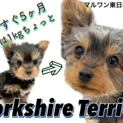 【 ヨークシャーテリア 】もうすぐ5カ月で体重が1kgのミニマムヨーキー！