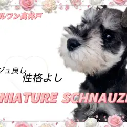 【 ミニチュアシュナウザー 】The王道！お顔も性格も良いシュナの魅力大公開！