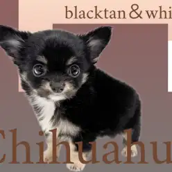 【 チワワ 】キリっとしたマロ眉！大人気な小さめサイズのブラタンチワワ！