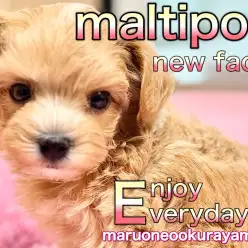 【 マルプー 】はじめまして！クリスマスに誕生したプリンセスなの！