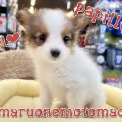 【 パピヨン 】温和な性格が愛らしいゴージャスボディの女の子！最新動画付き！