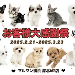 【 お客様大感謝祭開催中 】可愛いワンニャン勢揃い！港北NT店で素敵な出会いを