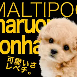 【 MIX マルプー 】容姿端麗おトイレ上手女子！本羽田店流教育術も公開！