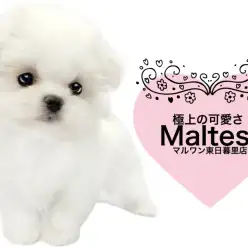 【 マルチーズ 】極上の純白エンジェルが東京都に降臨!癒しの毎日をあなたに