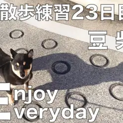 【 豆柴 】お散歩練習23日目！ぽかぽか陽気にお外に出てみよう！
