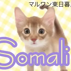 【 ソマリ 】鮮やかレッドカラーの超甘えん坊！子ライオンのような子猫ちゃん