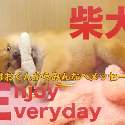 【 柴犬 】くま系丸顔な、しばおくんより皆さんにメッセージ！