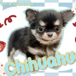 【 チワワ 】注目度No.1 の人気ワンコ！控えめな愛らしさ満点の女の子が登場