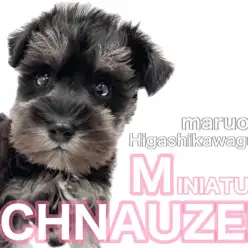 【 ミニチュアシュナウザー 】光沢あるブラックの輝き!賢く忠実な超優秀わんこ!
