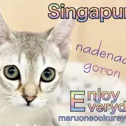 【 シンガプーラ 】初めての方！多頭飼いの方にもおすすめしたい美ボディニャンコ！