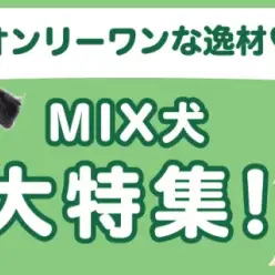 【 MIX犬特集 】2/27現在在店中のオンリーワンコ！最新動画は必見！