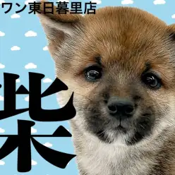 【 柴犬 】胡麻柴風の黒差し毛が魅力。堂々たる赤柴の男の子！