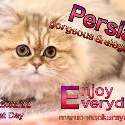 【 ペルシャ 】生後5ヶ月の鼻ぺちゃニャンコは愛くるしいドールフェイス！