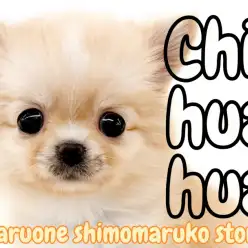 【 チワワ 】チャンピオンの素質を受け継ぐ究極の癒し系ドワーフ体系の男の子見参!