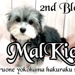 【 MIX 】唯一無二のミックス犬！フレンドリーなマルキーちゃんの成長記録